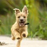 狗子有猎犬基因别浪费，日常训练的3个基本原则和1个养护重点