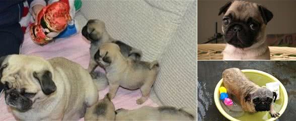 妙招训练八哥犬！八哥犬基本口语训练方法是什么？