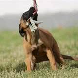 快乐养犬人带你训练马犬，精品马犬从几个月龄训练科目好