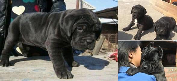 卡斯罗幼犬的多种训练方法怎么训练卡斯罗幼犬定点排便？