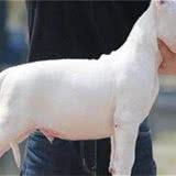 训练杜高幼犬方法及要点怎么训练杜高幼犬狩猎本领？