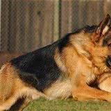 德国牧羊犬怎么养最大优点自信而不自傲