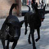 墨界黑狼犬工作犬的训练方法—全科目（超经典）