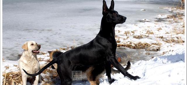 训练黑狼犬基本常识_常识训练黑基本狼犬的方法_黑狼犬训练视频教程全集