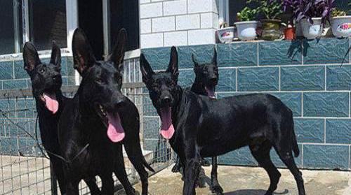 常识训练黑基本狼犬的方法_黑狼犬训练视频教程全集_训练黑狼犬基本常识